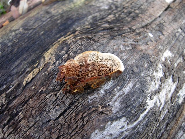 Aphyllophorales???